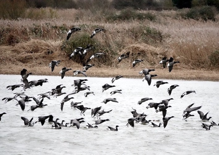 Brent goose